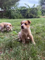 Debbie, a female Australian Cattle Dog for sale in Galesburg, IL – 2 of 4