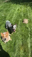 Beatrice , a female Australian Cattle Dog for sale in Galesburg, IL – 3 of 4