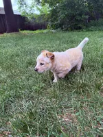 Beatrice , a female Australian Cattle Dog for sale in Galesburg, IL – 2 of 4