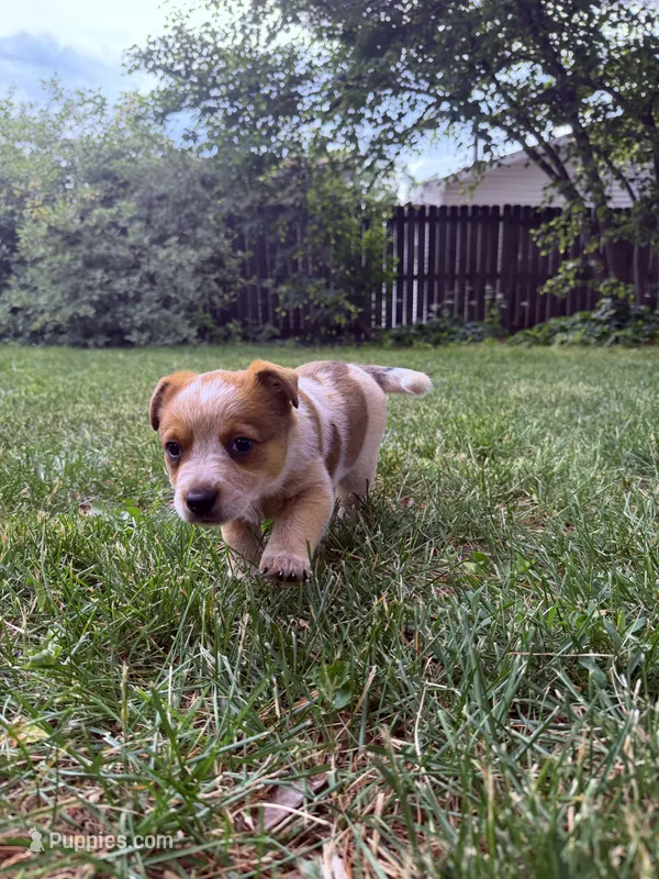 Debbie – Australian Cattle Dog puppy for sale in Galesburg, IL