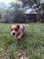 Debbie, a female Australian Cattle Dog for sale in Galesburg, IL – 1 of 4