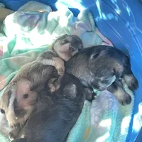 Sammie AKC , a male Miniature Schnauzer for sale in Glen Saint Mary, FL – 3 of 5