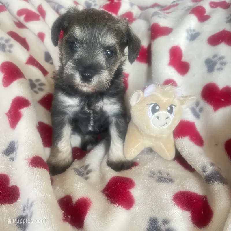 Lexie AKC – Miniature Schnauzer puppy for sale in Glen Saint Mary, FL