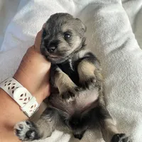 Lexie AKC, a female Miniature Schnauzer for sale in Glen Saint Mary, FL – 4 of 5