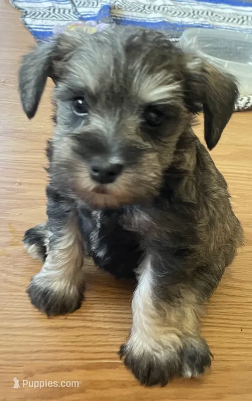 Lexie – Miniature Schnauzer puppy for sale in Glen Saint Mary, FL