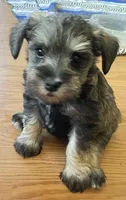 Lexie, a female Miniature Schnauzer for sale in Glen Saint Mary, FL – 1 of 9