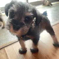 Lexie, a female Miniature Schnauzer for sale in Glen Saint Mary, FL – 6 of 6