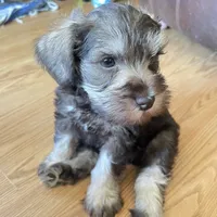 Lexie, a female Miniature Schnauzer for sale in Glen Saint Mary, FL – 2 of 9
