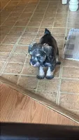 Lexie, a female Miniature Schnauzer for sale in Glen Saint Mary, FL – 2 of 6