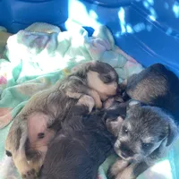 Sammie AKC , a male Miniature Schnauzer for sale in Glen Saint Mary, FL – 2 of 5
