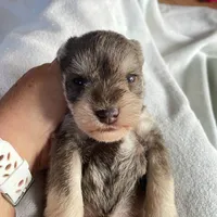 Sammie AKC , a male Miniature Schnauzer for sale in Glen Saint Mary, FL – 4 of 5