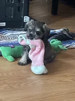 Lexie, a female Miniature Schnauzer for sale in Glen Saint Mary, FL – 5 of 9