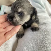 Lexie AKC, a female Miniature Schnauzer for sale in Glen Saint Mary, FL – 5 of 5