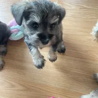 Lexie, a female Miniature Schnauzer for sale in Glen Saint Mary, FL – 9 of 9
