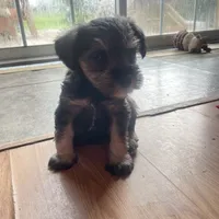 Lexie, a female Miniature Schnauzer for sale in Glen Saint Mary, FL – 3 of 6