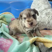 Sammie AKC , a male Miniature Schnauzer for sale in Glen Saint Mary, FL – 1 of 5