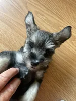 Lexie, a female Miniature Schnauzer for sale in Glen Saint Mary, FL – 3 of 9