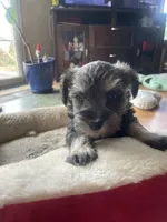 Lexie, a female Miniature Schnauzer for sale in Glen Saint Mary, FL – 8 of 9