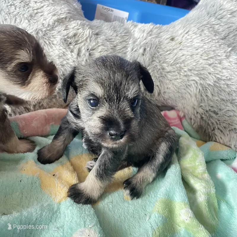 Lexie AKC – Miniature Schnauzer puppy for sale in Glen Saint Mary, FL