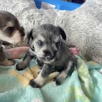 Lexie AKC, a female Miniature Schnauzer for sale in Glen Saint Mary, FL – 1 of 5