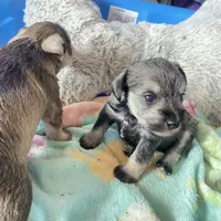 Lexie AKC, a female Miniature Schnauzer for sale in Glen Saint Mary, FL – 3 of 5