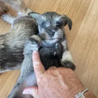 Lexie, a female Miniature Schnauzer for sale in Glen Saint Mary, FL – 7 of 9