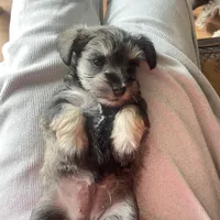 Lexie, a female Miniature Schnauzer for sale in Glen Saint Mary, FL – 5 of 6