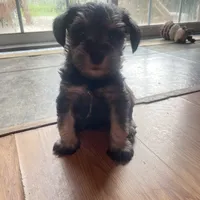 Lexie, a female Miniature Schnauzer for sale in Glen Saint Mary, FL – 4 of 6