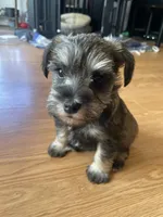 Lexie, a female Miniature Schnauzer for sale in Glen Saint Mary, FL – 6 of 9