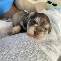 Sammie AKC , a male Miniature Schnauzer for sale in Glen Saint Mary, FL – 5 of 5