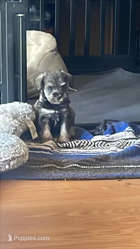 Lexie AKC – Miniature Schnauzer puppy for sale in Glen Saint Mary, FL