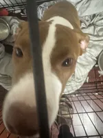 Sal, a female American Pit Bull Terrier for sale in Belmont, NC – 2 of 6