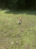 Sal, a female American Pit Bull Terrier for sale in Belmont, NC – 5 of 6