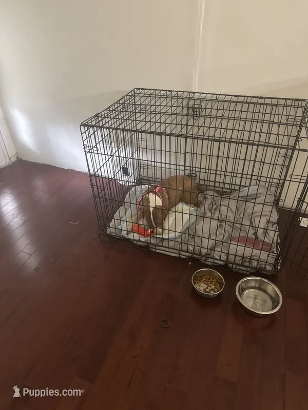 Sal – American Pit Bull Terrier puppy for sale in Belmont, NC