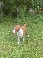 Sal, a female American Pit Bull Terrier for sale in Belmont, NC – 3 of 6