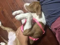 Sal, a female American Pit Bull Terrier for sale in Belmont, NC – 4 of 6