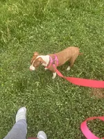 Sal, a female American Pit Bull Terrier for sale in Belmont, NC – 6 of 6