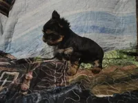Disco, a male Yorkshire Terrier for sale in Lincolnton, NC – 2 of 2