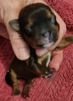 Kayden , a male Yorkshire Terrier for sale in Lincolnton, NC – 2 of 2