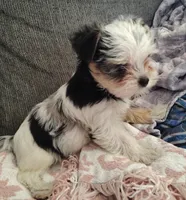 Winter, a female Yorkshire Terrier for sale in Lincolnton, NC – 2 of 3