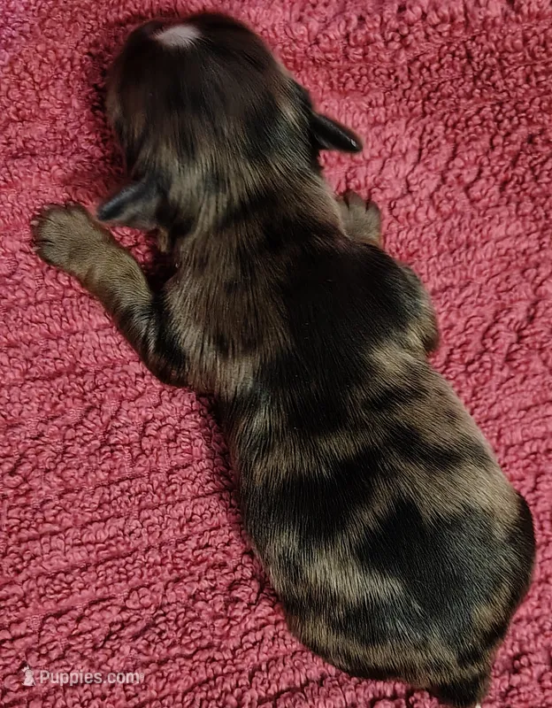 Camden  – Yorkshire Terrier puppy for sale in Lincolnton, NC