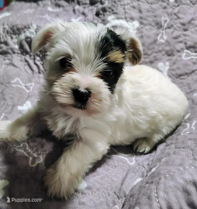 Anna  – Yorkshire Terrier puppy for sale in Lincolnton, NC