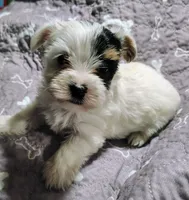 Anna , a female Yorkshire Terrier for sale in Lincolnton, NC – 1 of 5