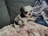 Winter, a female Yorkshire Terrier for sale in Lincolnton, NC – 3 of 3