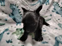 Alex , a male Yorkshire Terrier for sale in Lincolnton, NC – Photo 4 of 4