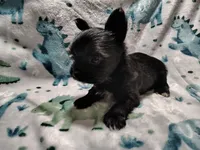 Alex , a male Yorkshire Terrier for sale in Lincolnton, NC – Photo 3 of 4