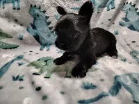 Alex , a male Yorkshire Terrier for sale in Lincolnton, NC – Photo 2 of 4