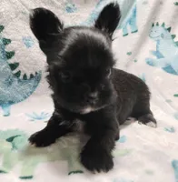 Alex , a male Yorkshire Terrier for sale in Lincolnton, NC – Photo 1 of 4