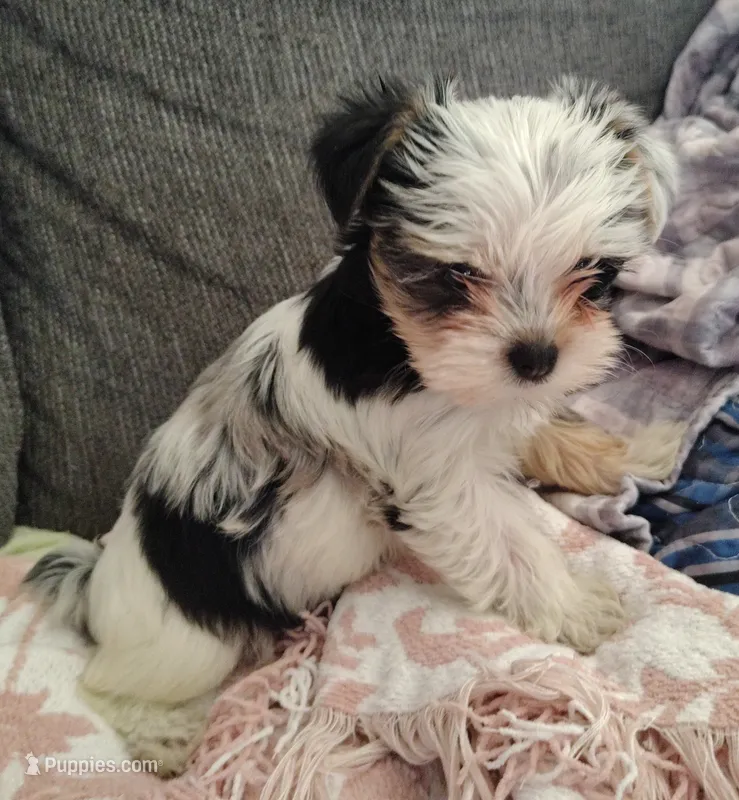 Winter – Yorkshire Terrier puppy for sale in Lincolnton, NC