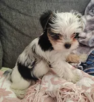Winter, a female Yorkshire Terrier for sale in Lincolnton, NC – 1 of 3